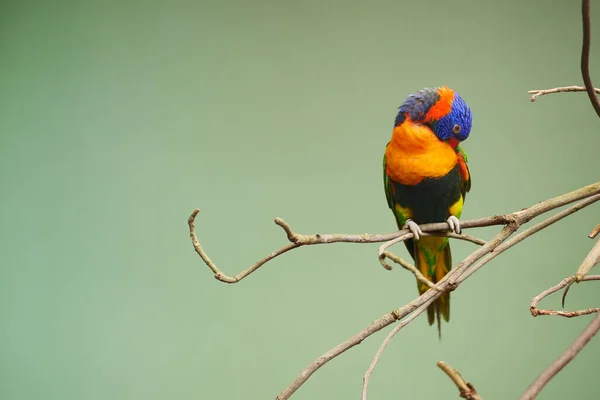 Małe Papugi Stoją Gałęzi Zielonym Tle Przestrzenią Kopiowania — Zdjęcie stockowe