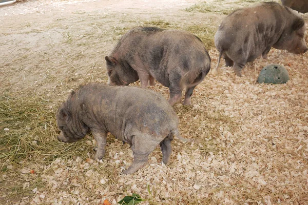 Porco Selvagem Uma Poça Jardim Zoológico Singapore — Fotografia de Stock