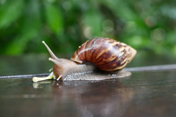 Snail Walking Old Wooden Floor — Stock Photo, Image
