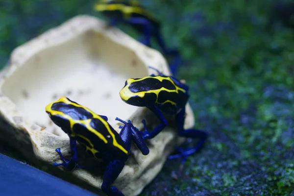 Siyah Sarı Benekli Kurbağa — Stok fotoğraf
