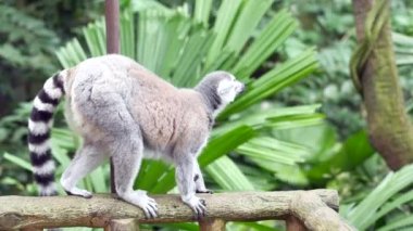 Halka kuyruklu lemur Singapur hayvanat bahçesine bakıyor. ,