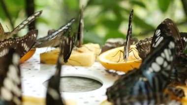 Yazın siyah ve mavi renkli kelebek