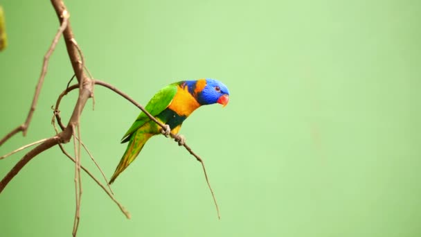 Kolorowy Ptak Macaw Zielonym Tle — Wideo stockowe