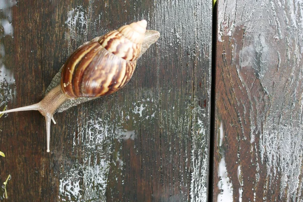 蜗牛在旧木地板上爬行 — 图库照片