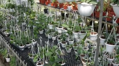  Beyaz tencerede asılı yeşil bitki .