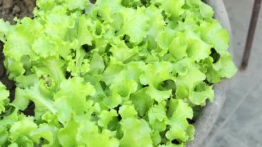  Bahçeye marul yaprağı dikmek ,