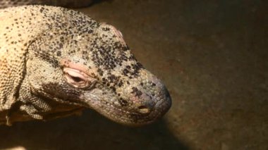 Komodo ejderhasının yavaş hareketi boynunu oynatıyor. Yüksek kalite 4k görüntü