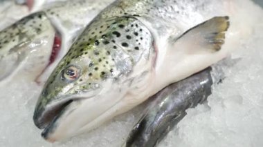 raw tuna fish on ice close up ,