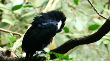 toucan bird in natural setting in singapore ,