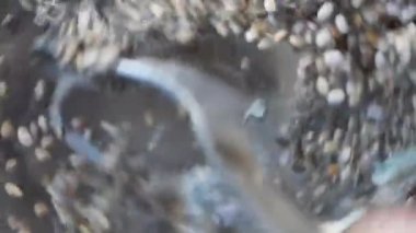 Bir kabın içindeki chia tohumunu kapat