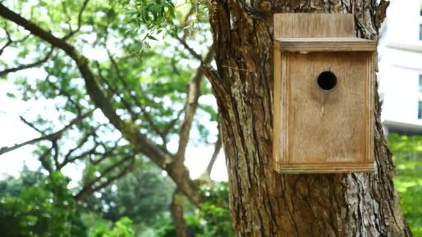 Bee Hotel Insect Hotel Tree — Stockvideo
