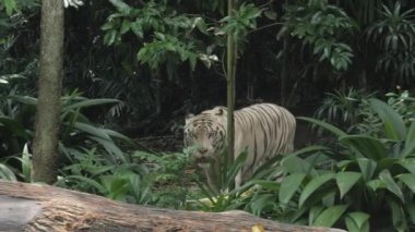 Tek kişilik hayvanat bahçesinde dinlenen beyaz kaplanlar. ,