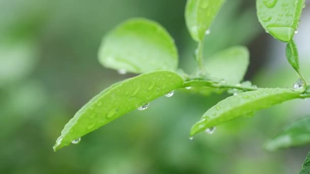 緑の葉に水滴 — ストック動画
