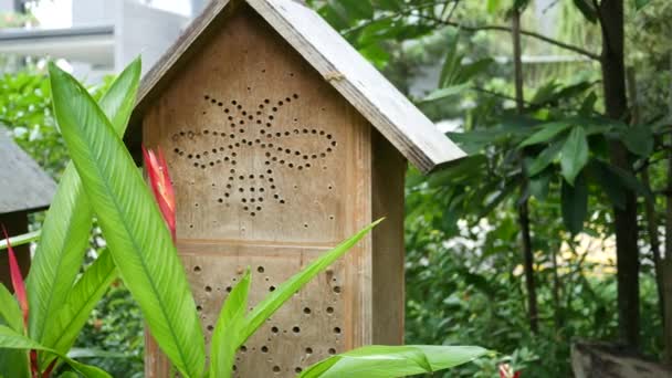 Bee Hotel Insect Hotel Tree — Stok video