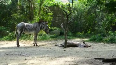  Zebra sabah Singapur hayvanat bahçesinde dinleniyor. ,