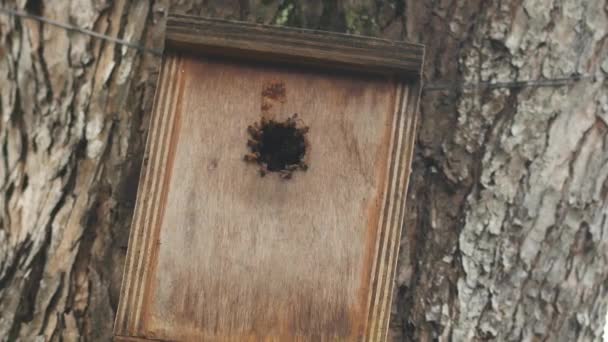 Bee Hotel Insect Hotel Tree — 图库视频影像