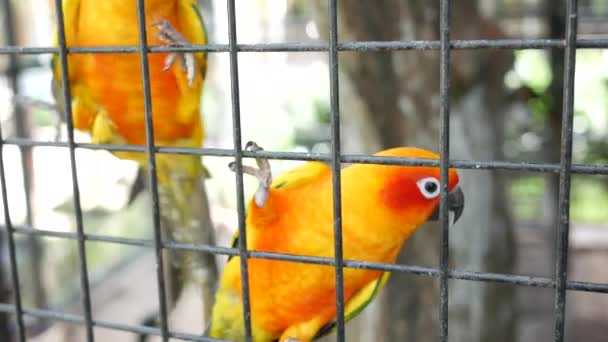 Sun Cornure Parrots Yellow Green Parrots Raise — Vídeo de Stock