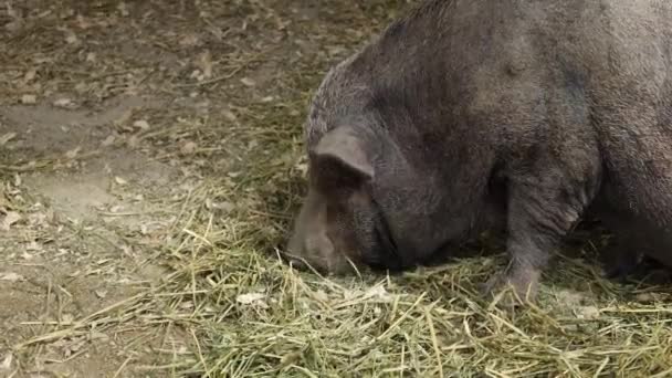 新加坡动物园的水坑里有只野猪 — 图库视频影像