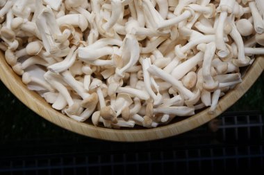 Beyaz arka planda Shimeji mantarı kasesinde.