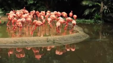 Singapur hayvanat bahçesinde toplanmış kırmızı ve pembe flamingo sürüsü. ,