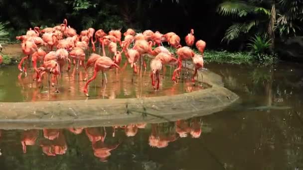 Singapur Hayvanat Bahçesinde Toplanmış Kırmızı Pembe Flamingo Sürüsü — Stok video