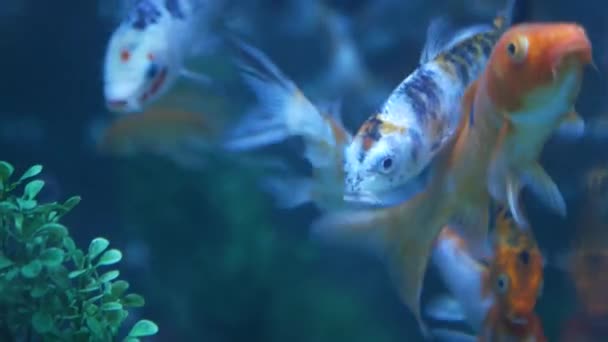 Aquarium Goudvissen Het Water Van Dichtbij — Stockvideo