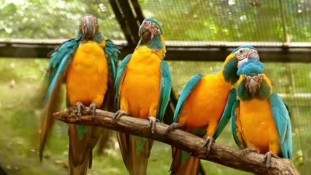 Τέσσερις Μπλε Και Κίτρινο Macaw Στηρίζεται Ένα Δέντρο Brunch — Αρχείο Βίντεο