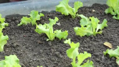  Bahçeye marul yaprağı dikmek ,