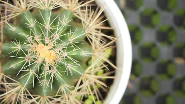 Närbild Färgglada Många Kaktus Krukorna Marknaden Gatan Från Thailand Högkvalitativt — Stockvideo