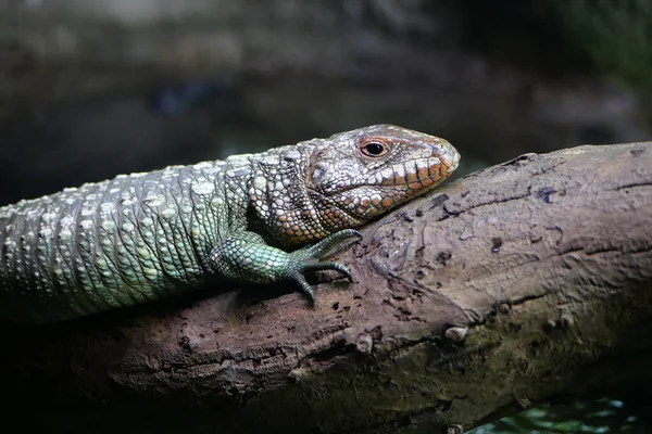 A Frilled Lizard sitting on a log
