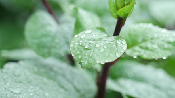 Water Droplets Fixed Green Leaves — Stok Video