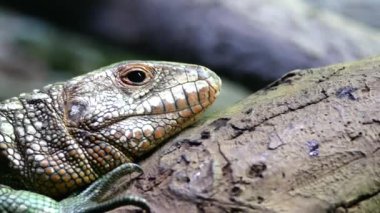 A Frilled Lizard sitting on a log