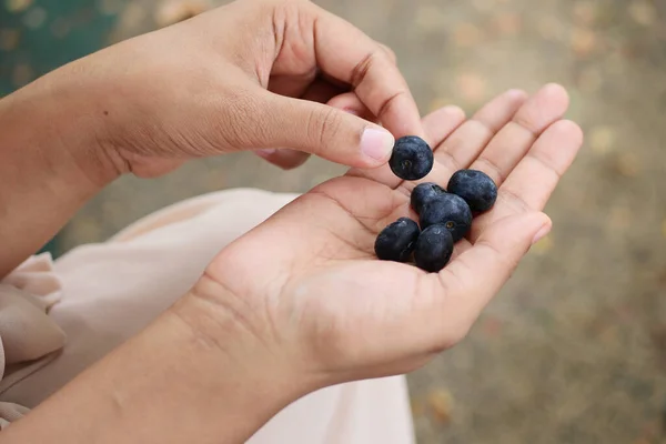 women hand pick blue berry fruit .