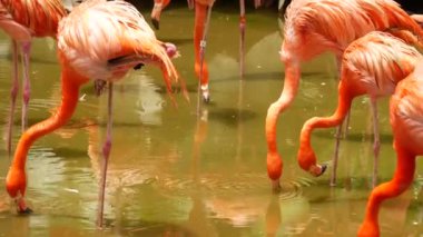 Singapur hayvanat bahçesinde toplanmış kırmızı ve pembe flamingo sürüsü. ,