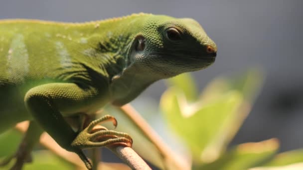 Iguana Resting Tea Branch Nature — Stok video