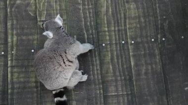 Halka kuyruklu lemur Singapur hayvanat bahçesine bakıyor. ,