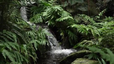  Şelalenin yavaş çekimleri Doğal Park Singapur 'da ,