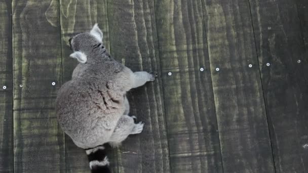 Halka Kuyruklu Lemur Singapur Hayvanat Bahçesine Bakıyor — Stok video