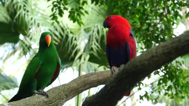 Sun Cornure Parrots Yellow Green Parrots Raise — Vídeos de Stock
