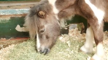 Miniature Pony Horse, razing Grass.