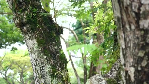 Alte Bäume Lokalen Park Bangladesh — Stockvideo