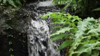  Şelalenin yavaş çekimleri Doğal Park Singapur 'da ,