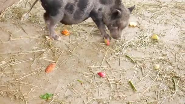 新加坡动物园的水坑里有只野猪 — 图库视频影像