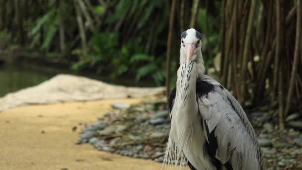 Pelicano Selvagem Zoológico Cingapura — Vídeo de Stock