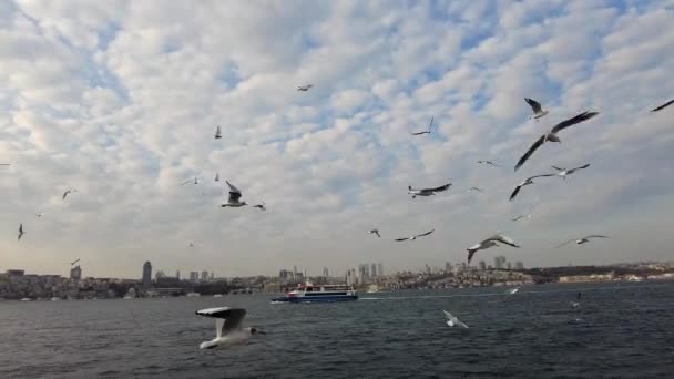 Måker Som Flyr Blå Himmel Solrik Sommerdag Istanbul – stockvideo