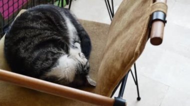 Bir kedi hindiyle kafede sandalyede uyuyor. .