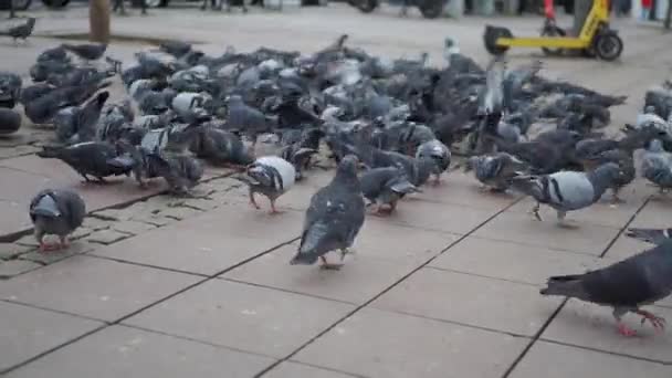 Feeding Pigeon Birds Floor — Stock Video