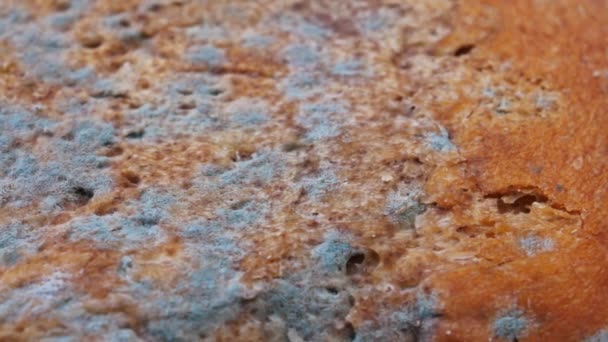 Roti Cokelat Dengan Jamur Produk Manja — Stok Video