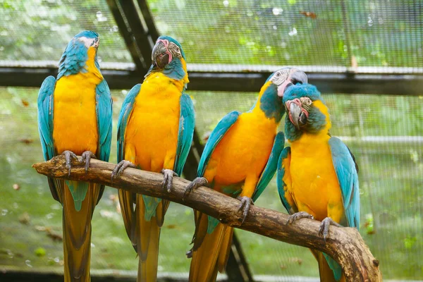 Macaws Papugi Spoczywające Gałęzi Drzewa — Zdjęcie stockowe