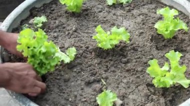  Bahçeye marul yaprağı dikmek ,
